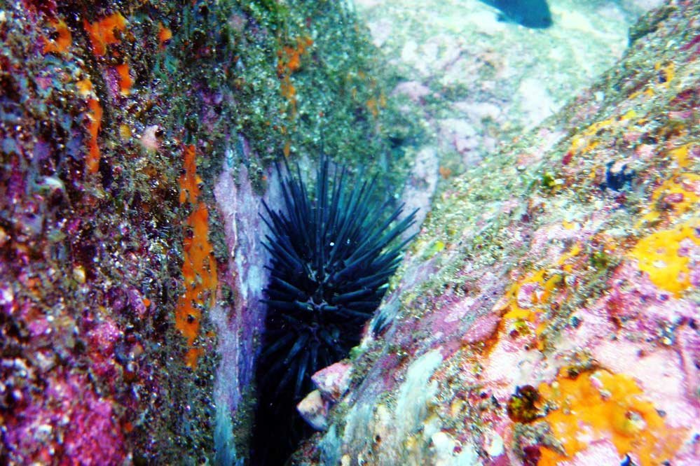 netrani-island-scuba-diving
