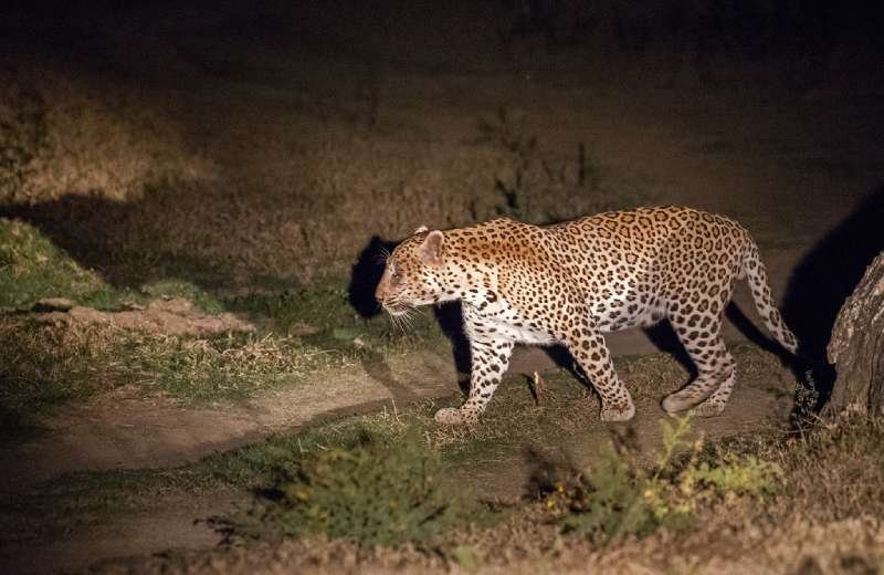 jawai-leopard-safari-in-rajasthan